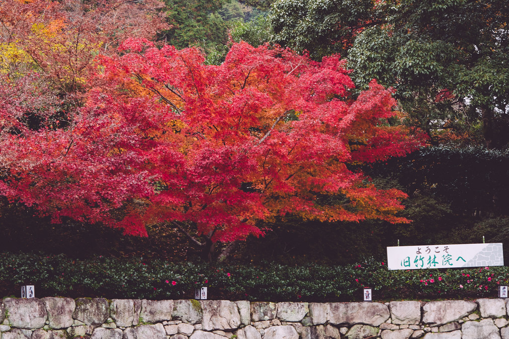 紅葉が見頃の旧竹林院