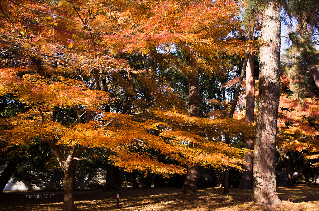 11月に行きたい京都御苑の紅葉