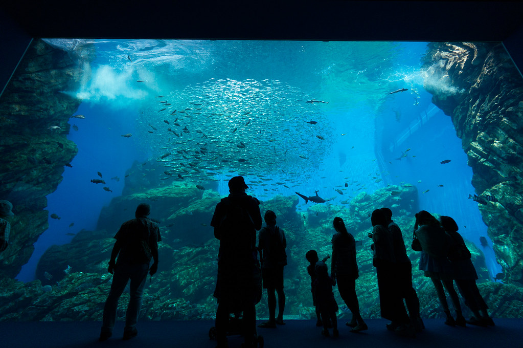仙台うみの杜水族館を楽しむ人