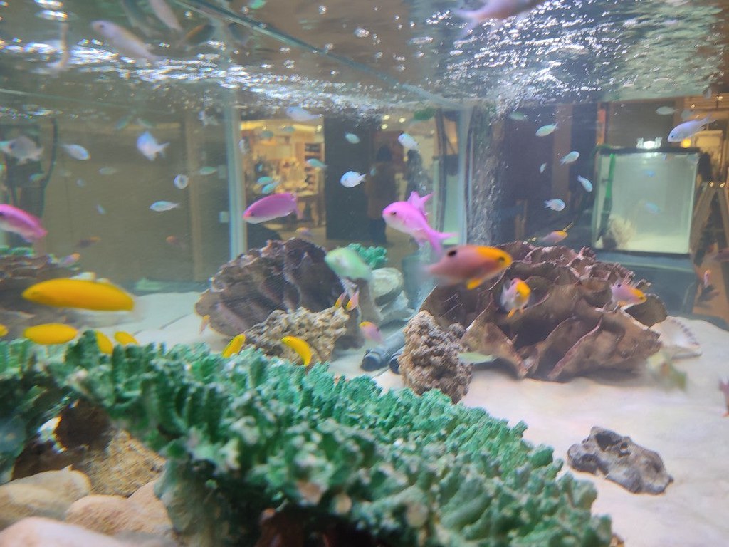 神戸市立須磨海浜水族園は家族連れにも人気の観光スポット