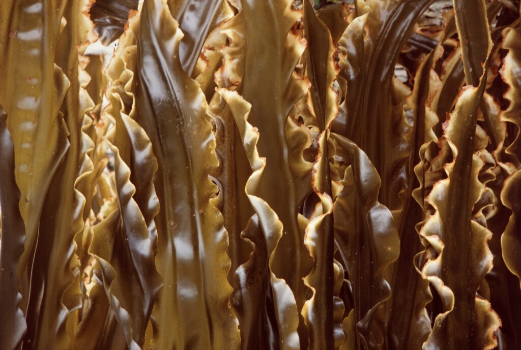 北海道知床のグルメ・羅臼昆布