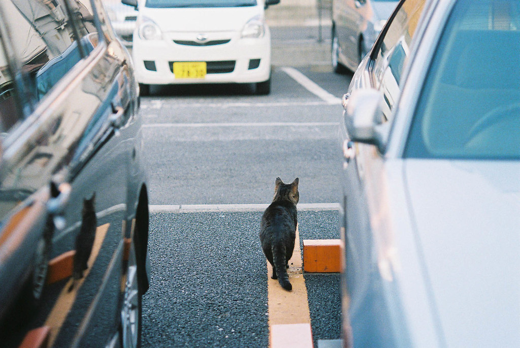 立山駅の駐車場にいる猫