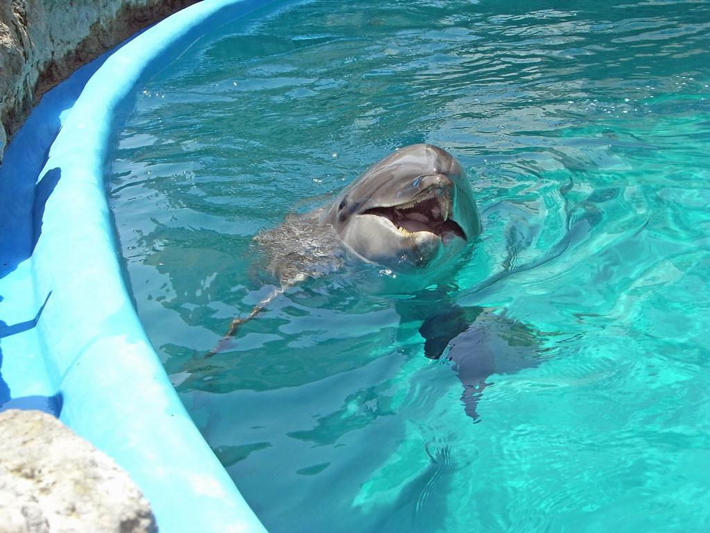 鴨川シーワールドのイルカ