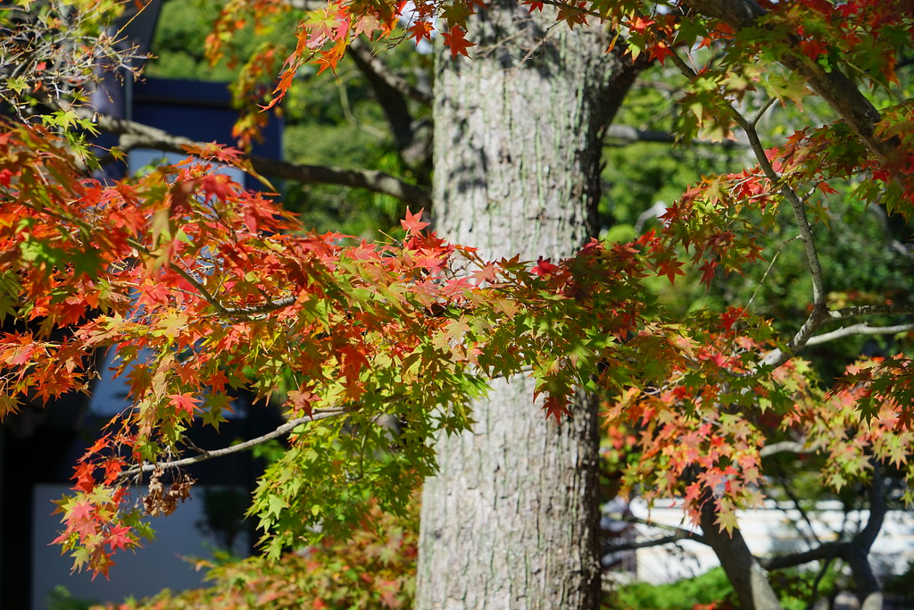 須磨のさらなる魅力を探る旅