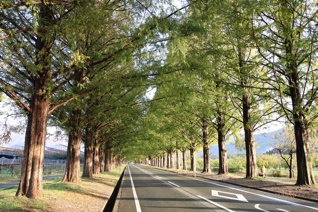 メタセコイアが立ち並ぶ一本道
