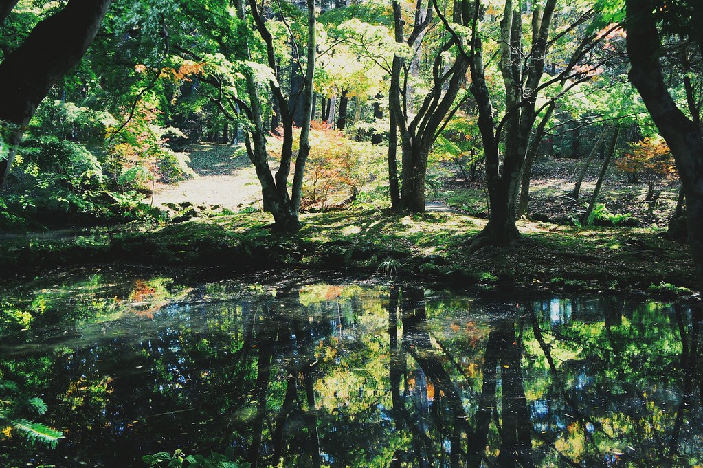 美しい自然を楽しむのに最適なスポット雲場池