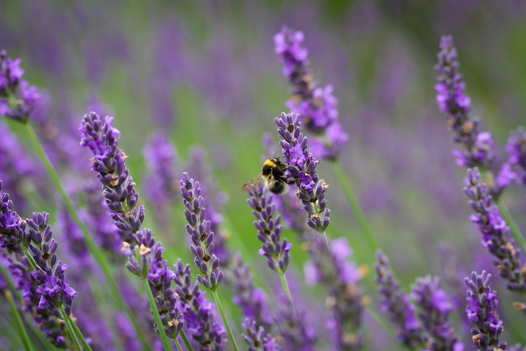たんばらラベンダーパークで花見を楽しむ