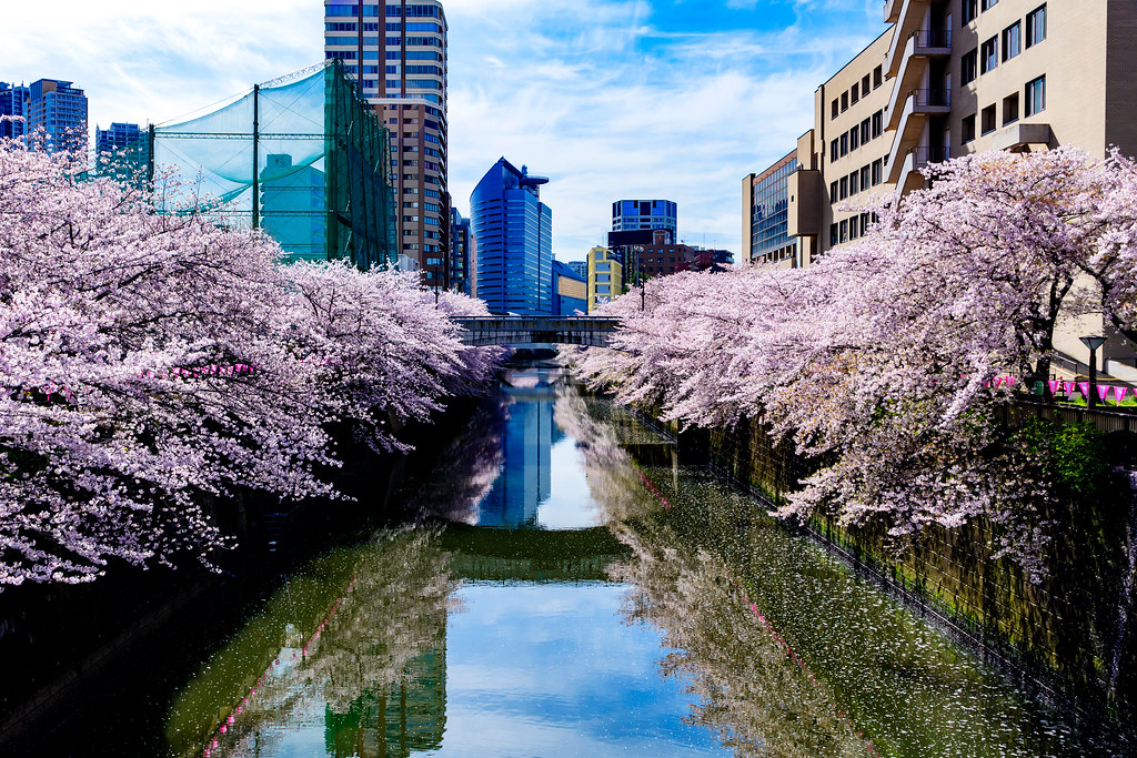 東京の隠れた観光スポット・目黒川の桜