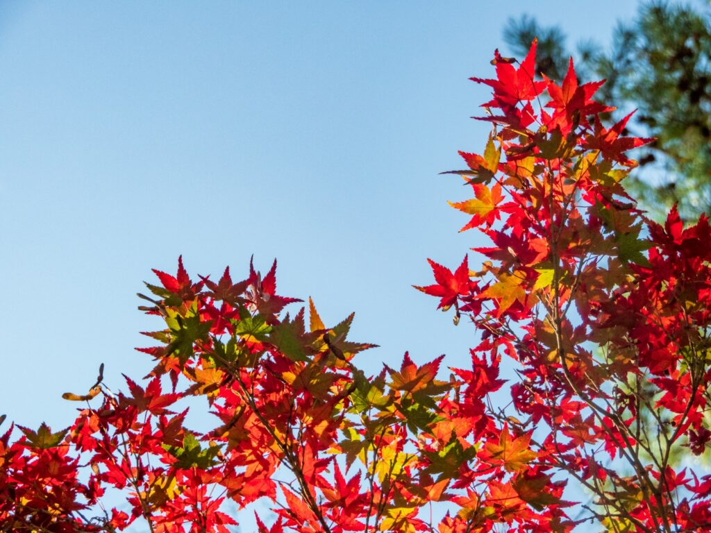 もみじ饅頭のイメージ