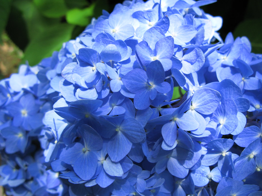 紫陽花(アジサイ)