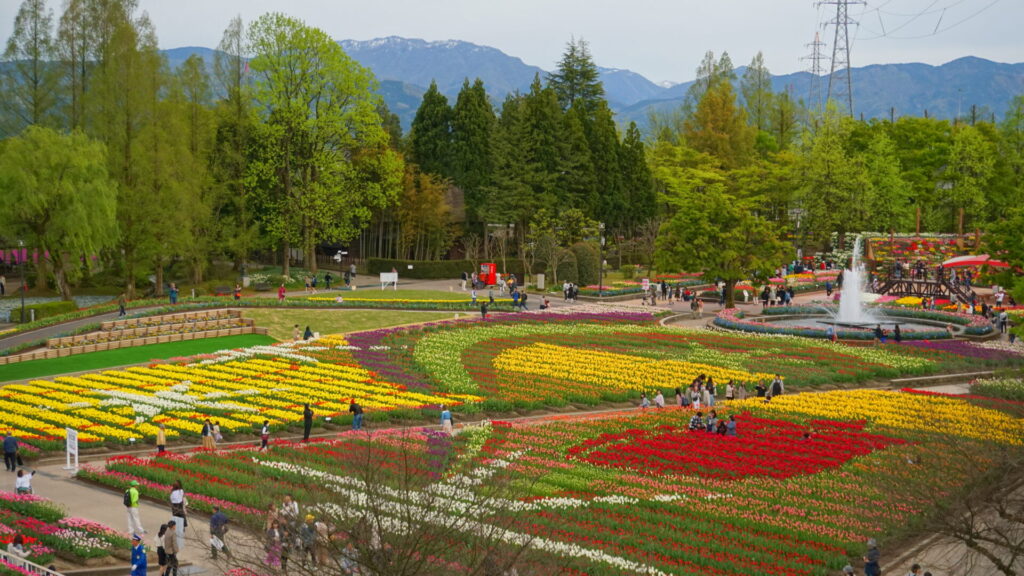 となみチューリップフェアでさまざまなチューリップを楽しむ