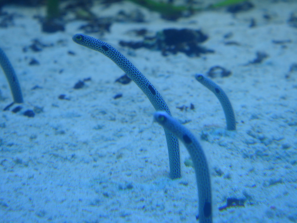 サンシャイン水族館のちんあなご