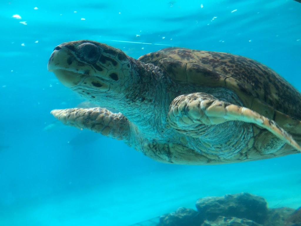 弥山本堂や宮島水族館をまわる