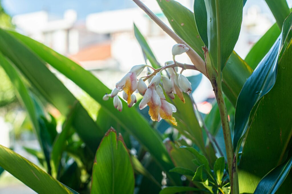 ガイドと一緒に島を巡る