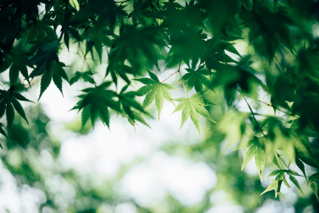 夏の京都は魅力がいっぱい