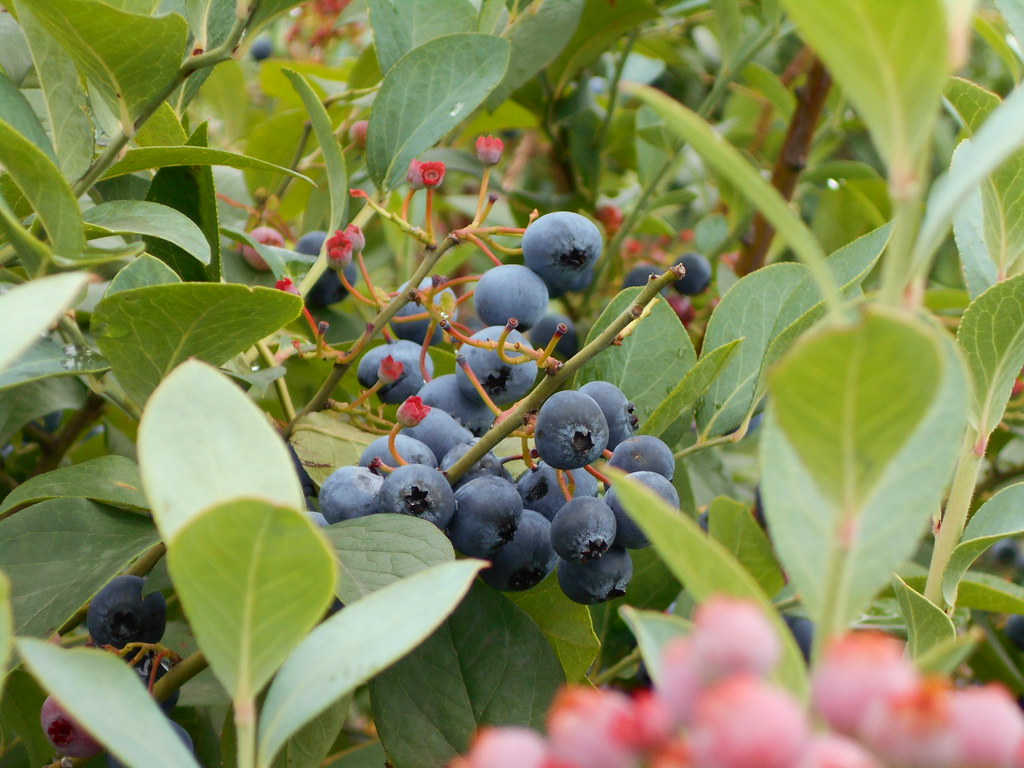 ブルーベリー狩りも人気