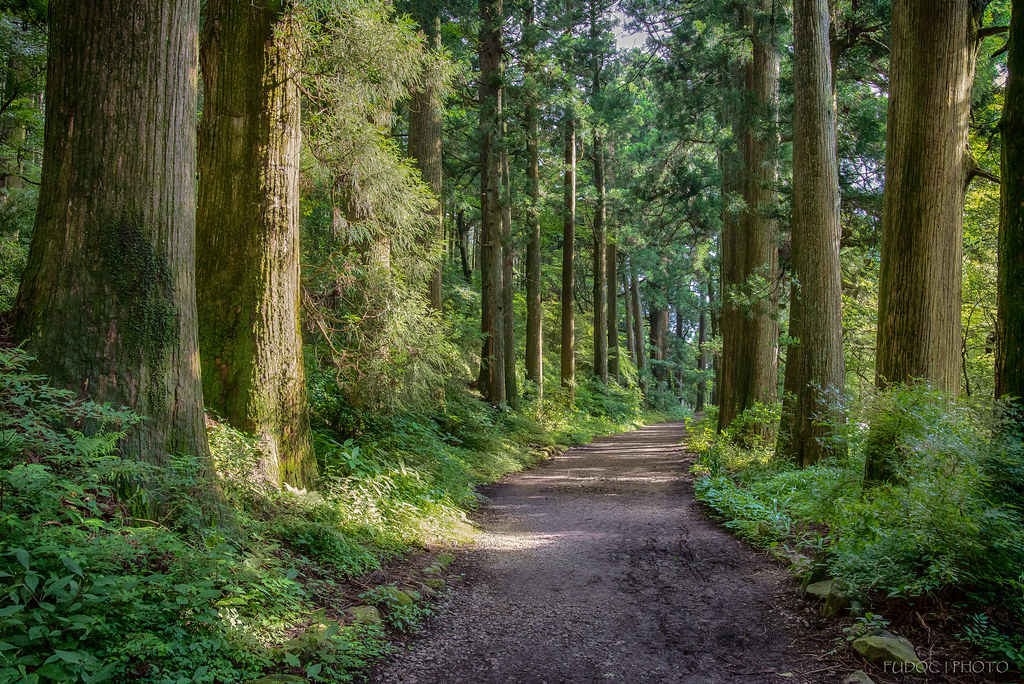 箱根 杉並木
