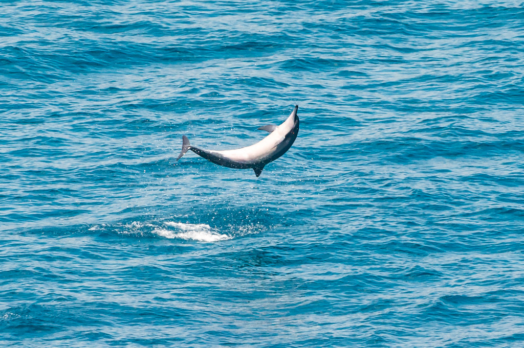 羅臼でクルーズ