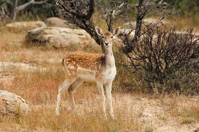 明日香村観光で見たい鹿