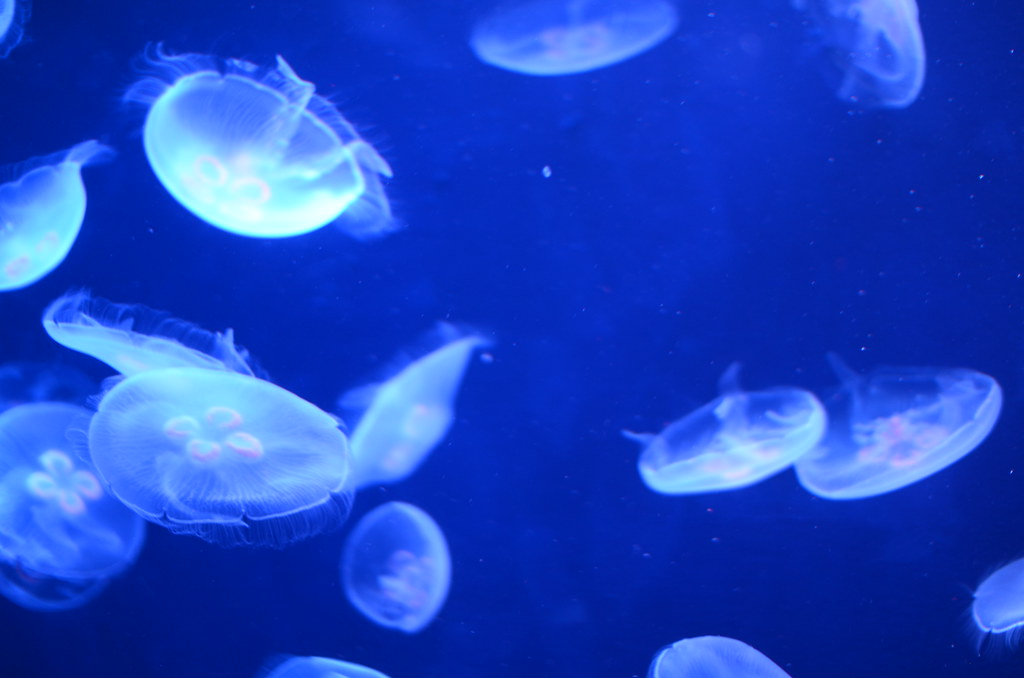 鶴岡市で世界一の展示が楽しめるクラゲのイメージ
