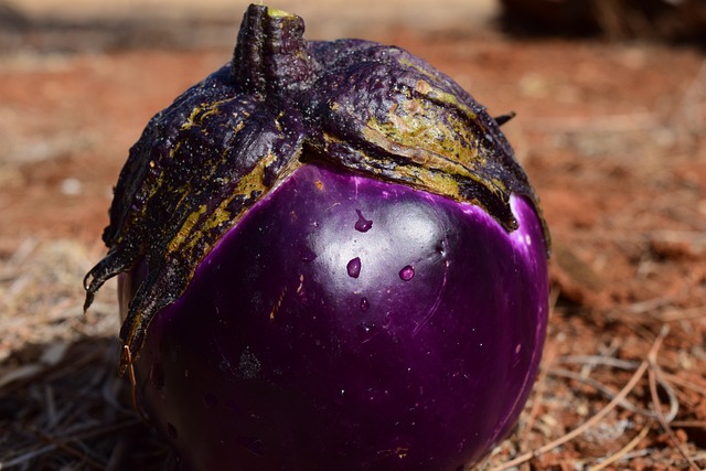 今日野菜の代表賀茂茄子のイメージ