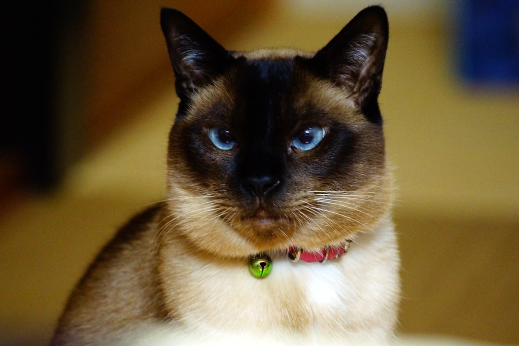 かわいいペットと楽しめる日光観光スポット