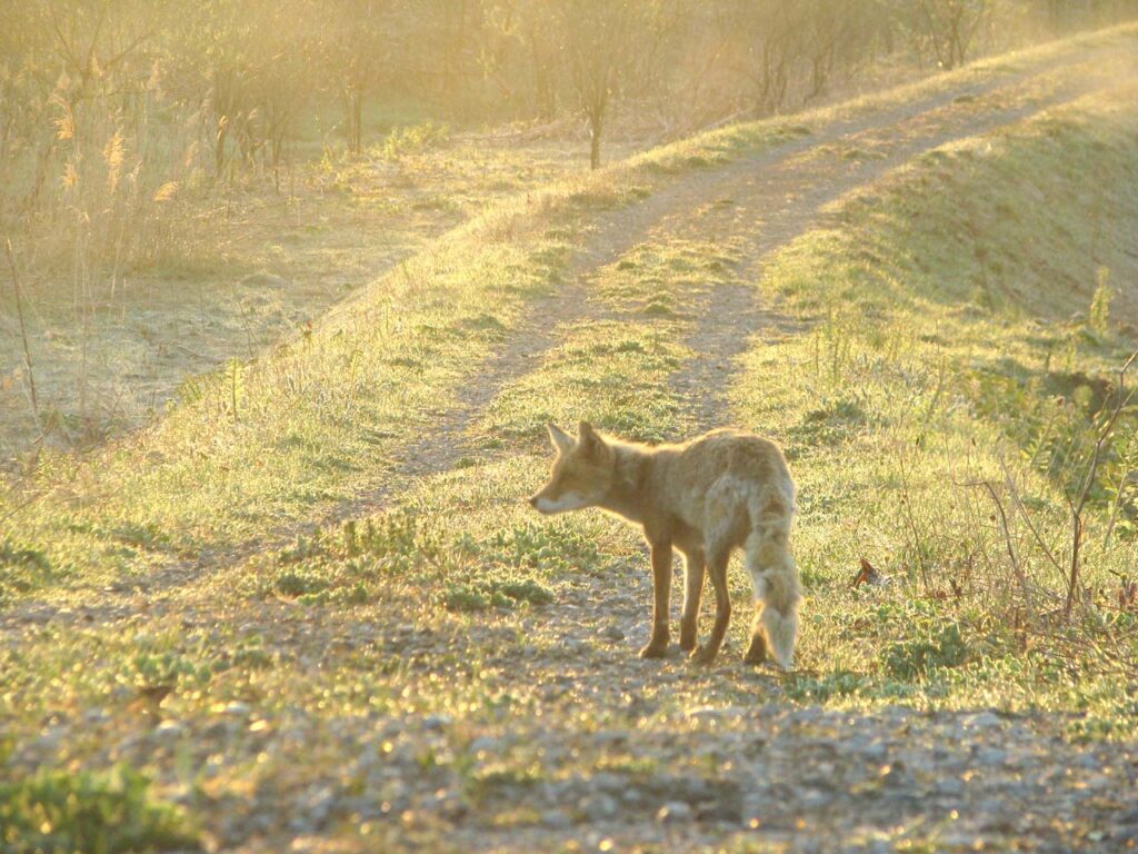 北海道で動物たちと触れ合おう