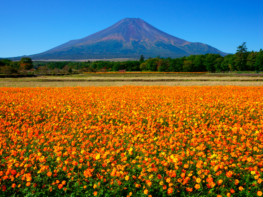 様々な花に癒される山中湖花の都公園
