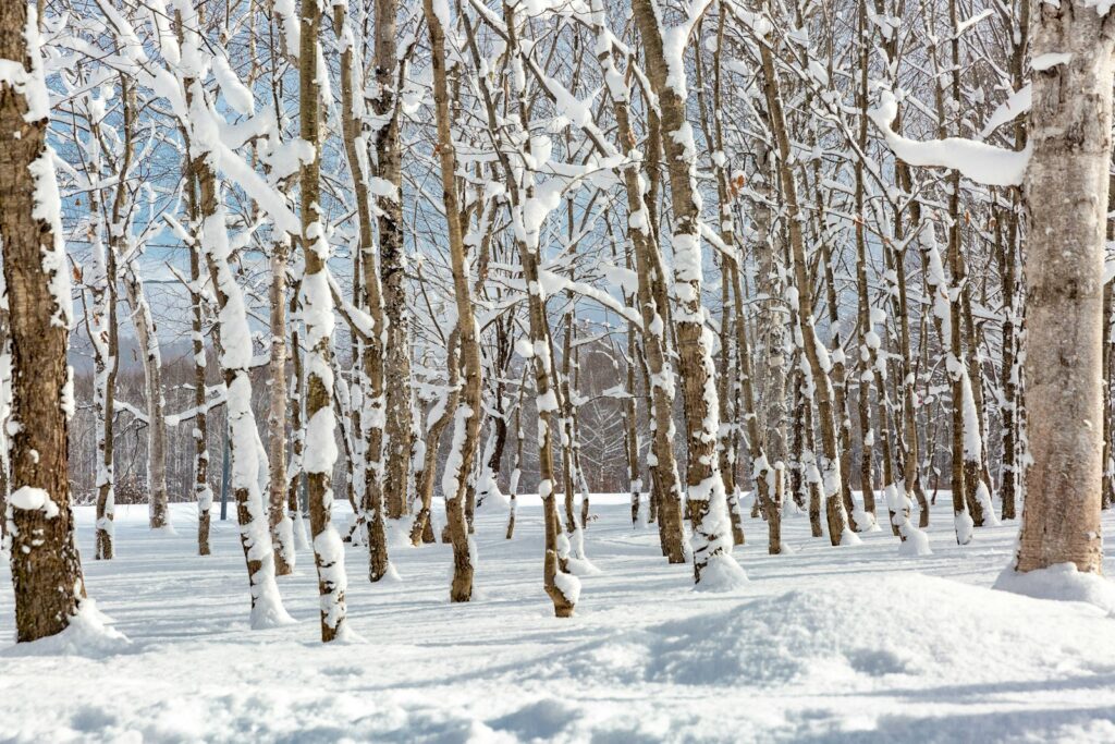 自然の美しさを感じられる北海道の雪景色
