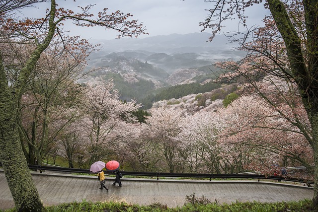 吉野山で見る桜は絶景