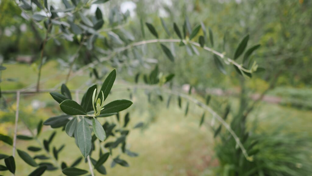 四国小豆島の名産オリーブ
