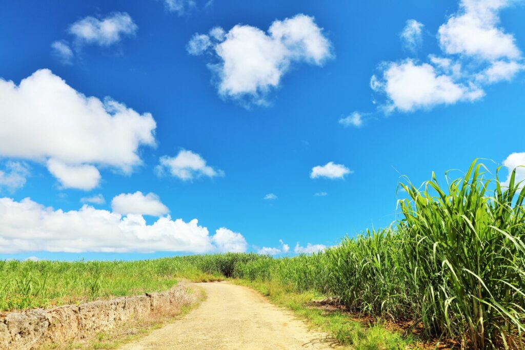 沖縄のサトウキビ畑