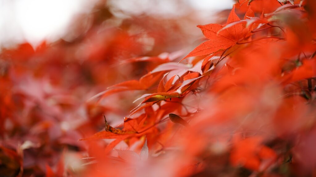 対策KW「越後湯沢の秋のイメージ」