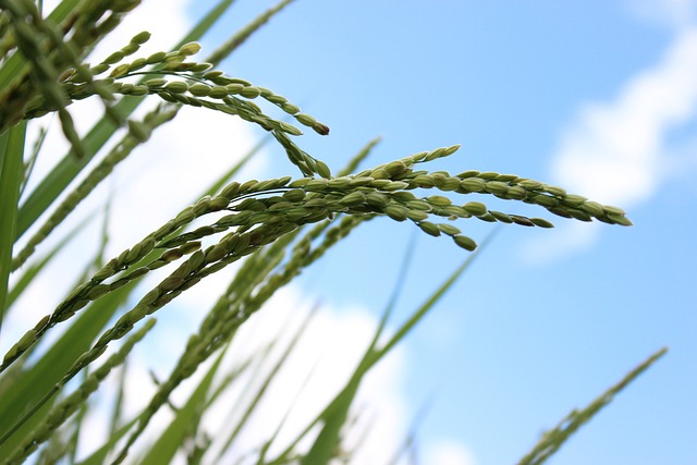 空に向かって伸びる稲穂
