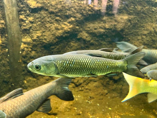 お子様も喜ぶ森の中の水族館