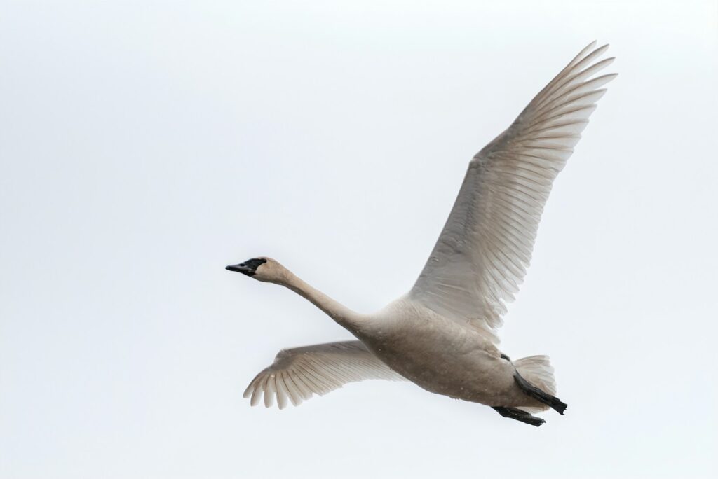 白鳥の飛来地で有名な瓢湖水きん公園
