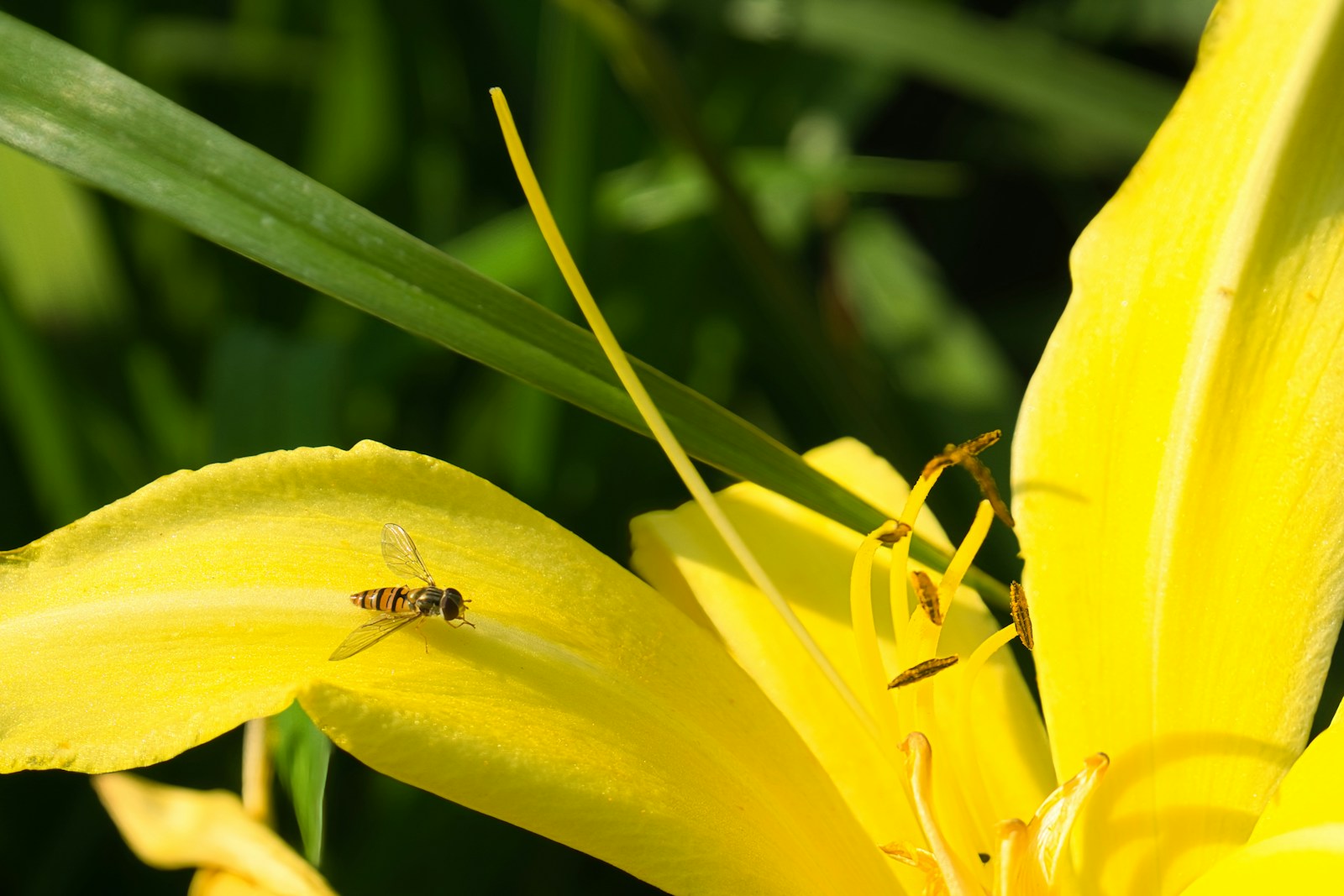 恩原キスゲオープンガーデンさくキスゲ