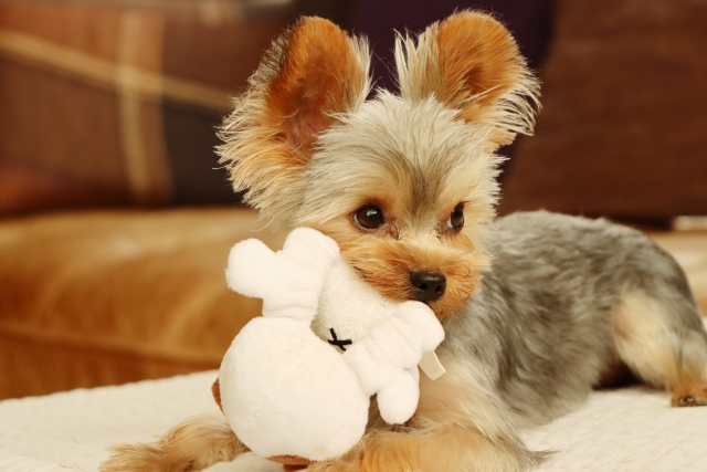 おもちゃで遊ぶ犬