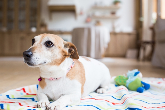 お気に入りのマットに座る犬