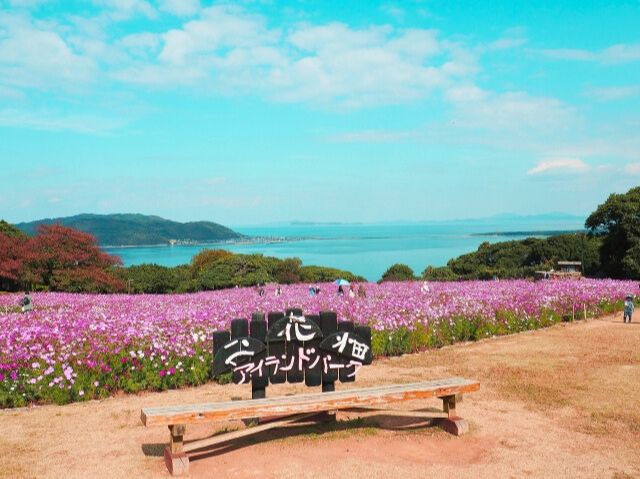 コスモスが一面に咲いたのこのしまアイランドパーク