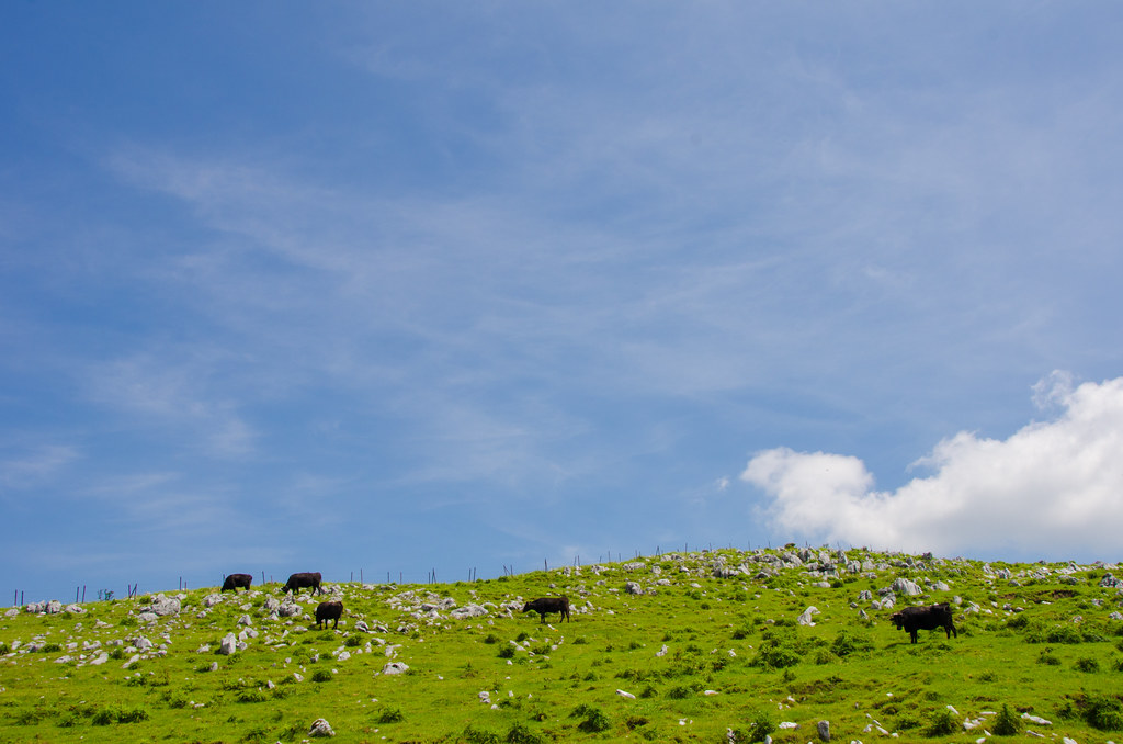 大野ヶ原の広大な自然は魅力的