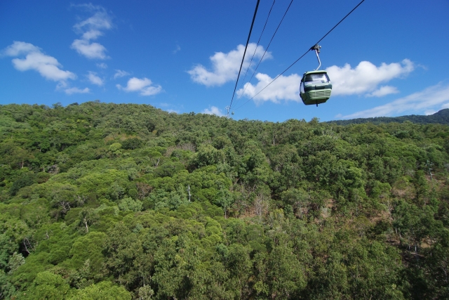 ケアンズの熱帯雨林