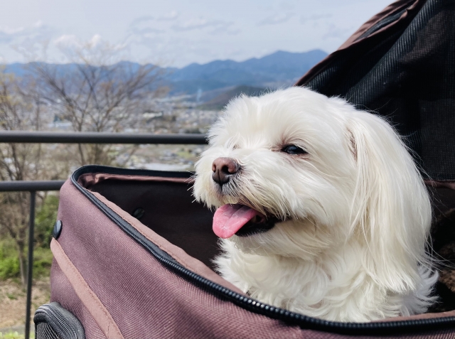 ドックカートに乗る犬
