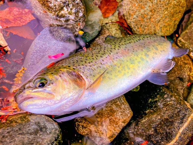 ニジマスの画像