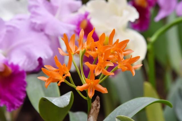 植物園で見られるランの花の画像