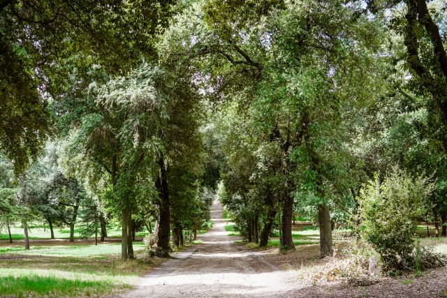 ローマのボルゲーゼ公園の風景