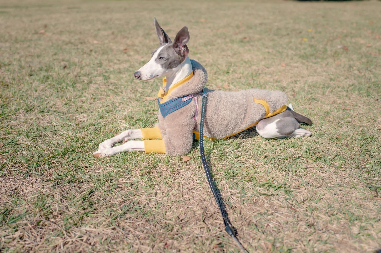 リードをつける犬