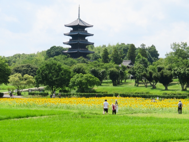 備中国分寺を眺める人