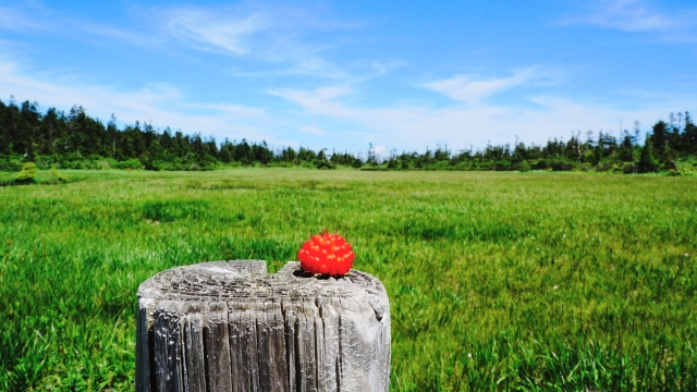 夏の八幡平観光のおすすめ黒谷地高原