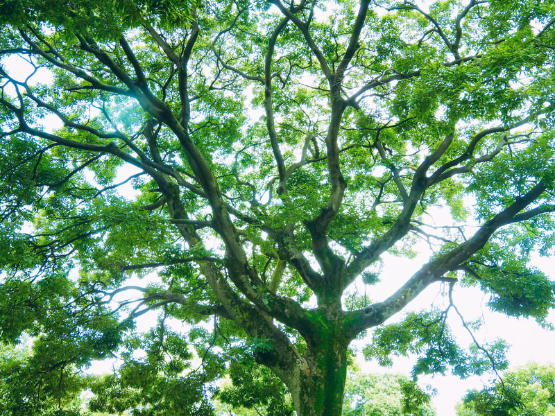 大木のイメージ